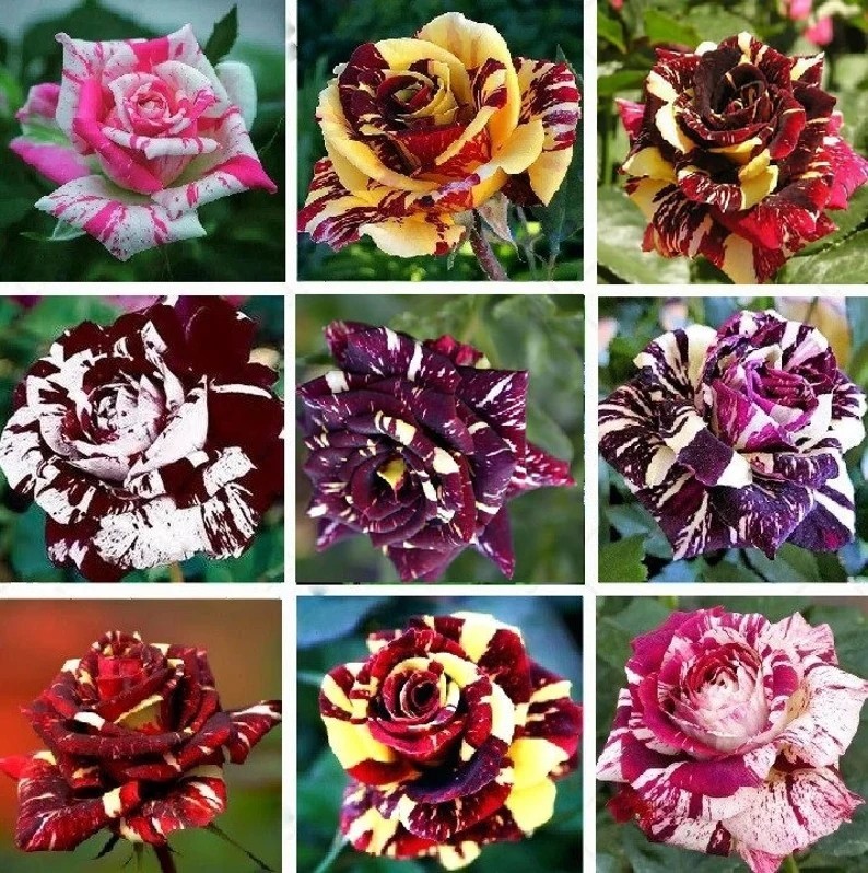 Multi-Color Rose Seeds, Double Petal Rose, 50pcs/Pack. (#9514) gallery