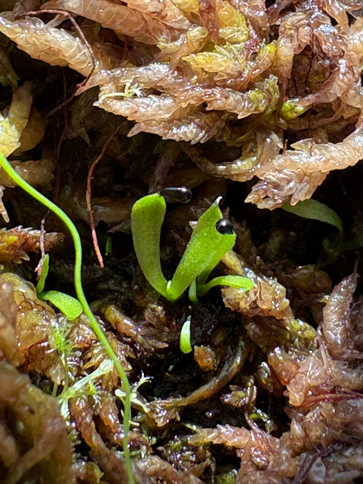 Venus Flytrap - Carnivorous Plant 25+ Seeds gallery