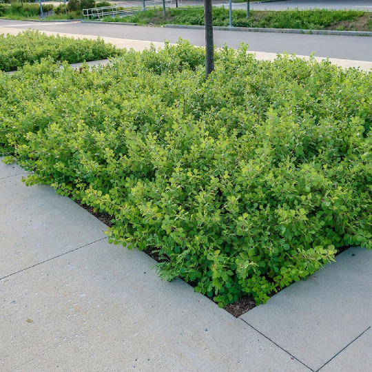 Konza Fragrant Sumac {Rhus aromatica Konza} 20 seeds Free Shipping! gallery