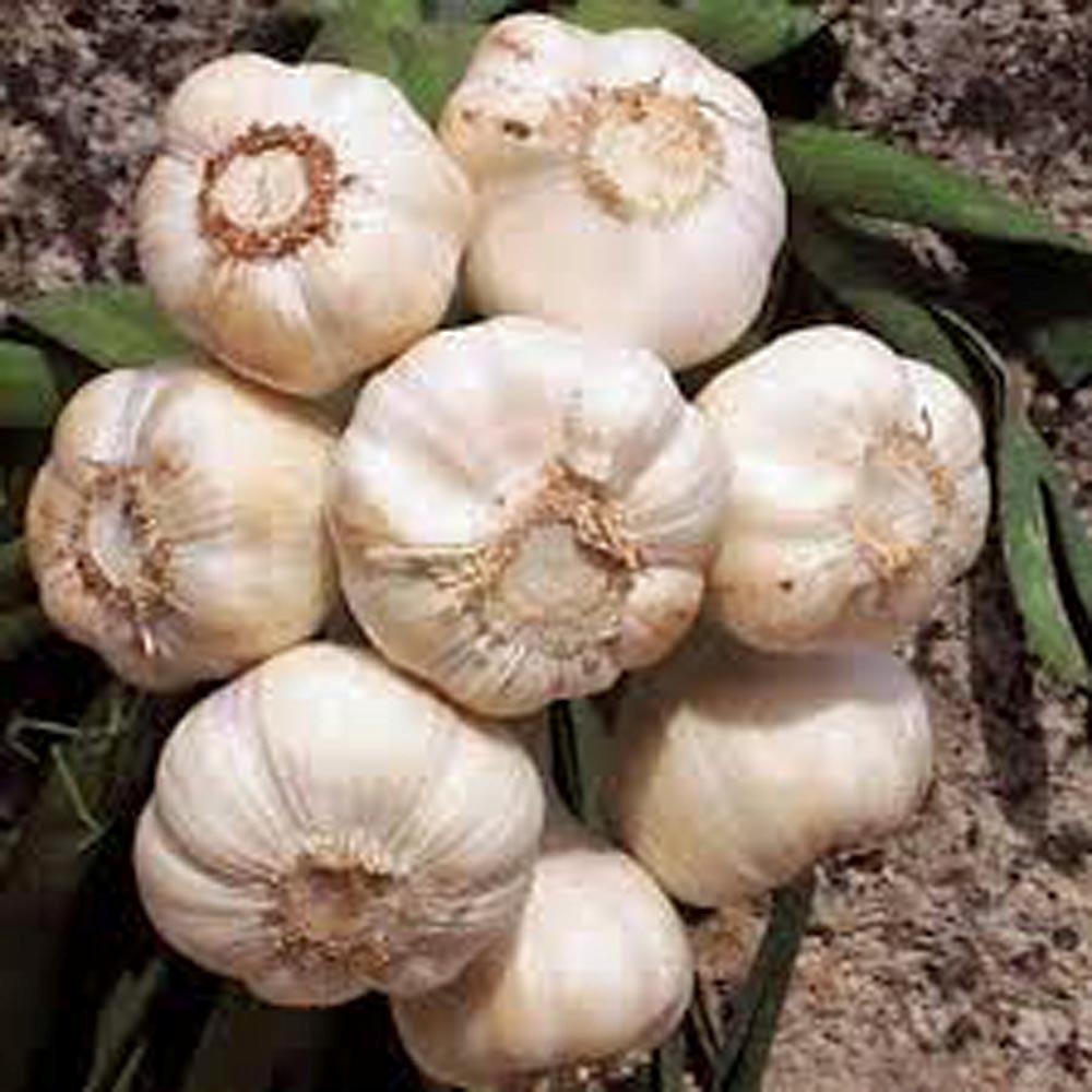 GARLIC 1/2 pound Bulb ,FRESH CALIFORNIA SOFTNECK GARLIC BULB, PLANTING & GROWING gallery