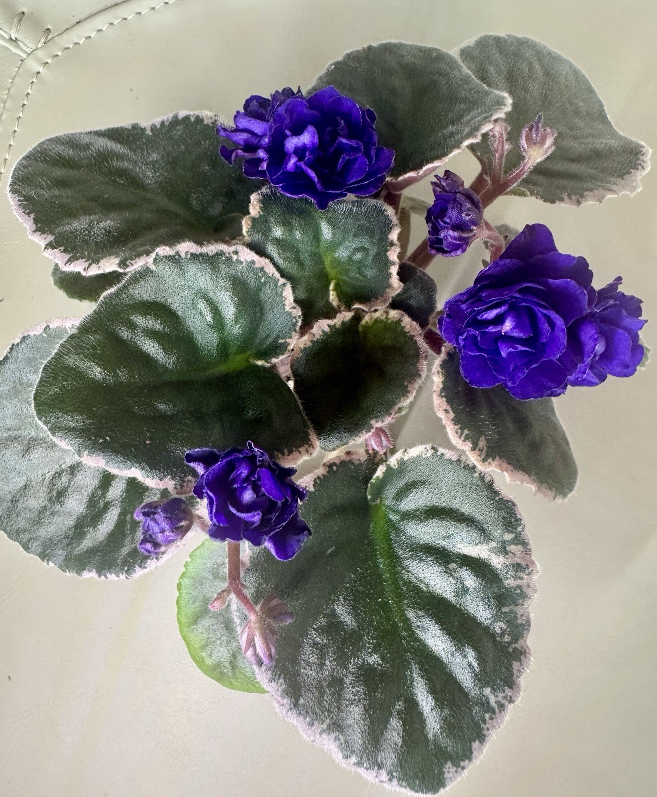 African Violet Hunter’s Nocturne Starter gallery