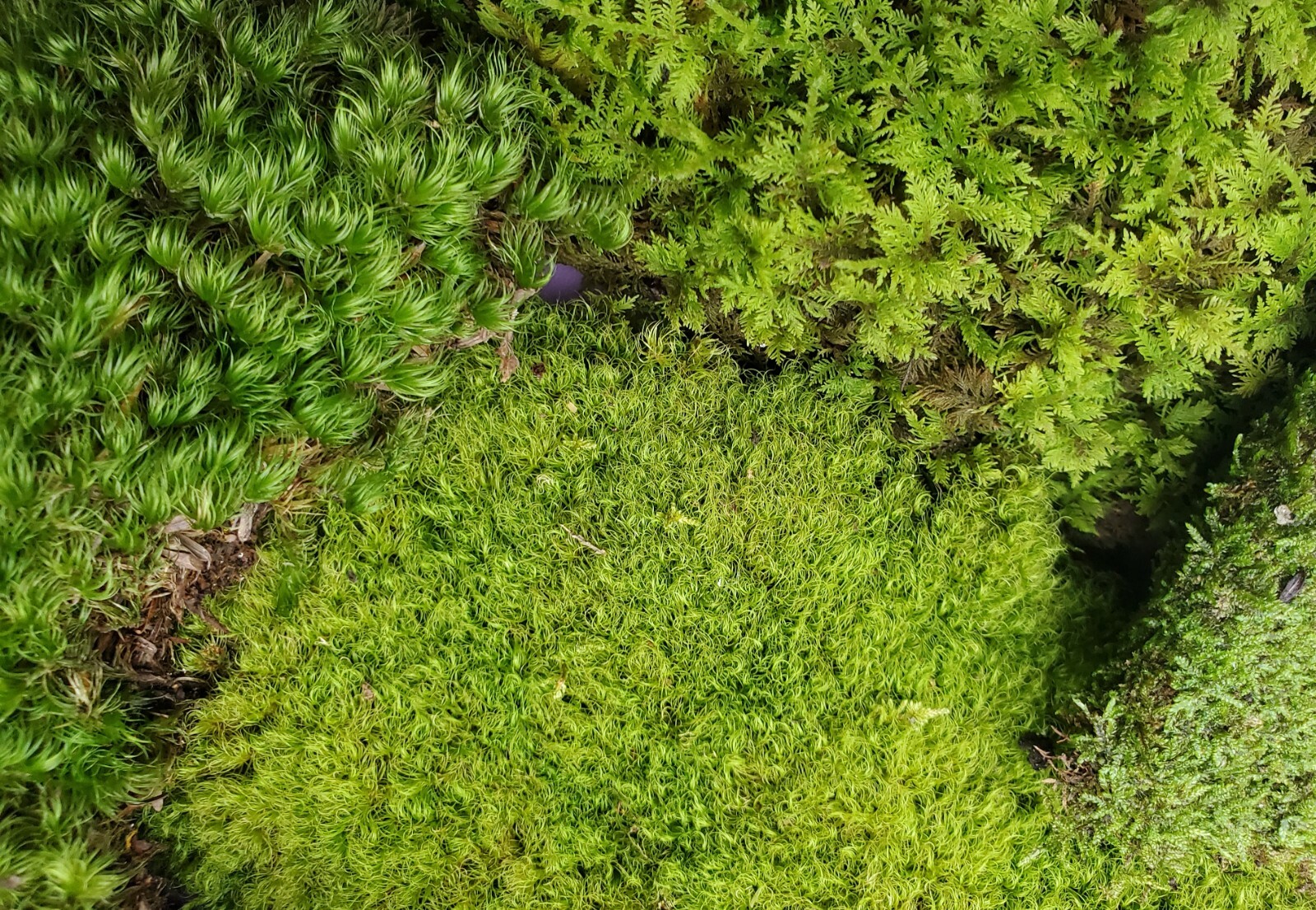 Large Live Moss Assortment for Terrarium Vivarium Fairy Garden 9"x12" Bag gallery