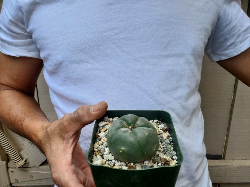 Unknown Cactus -G gallery
