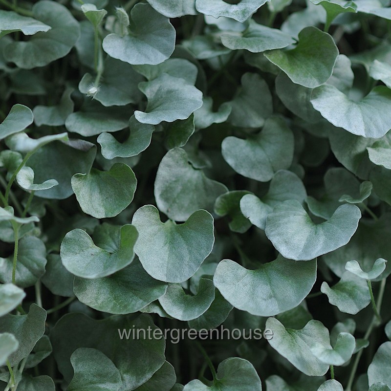 Dicondra argentea, Silver Falls, Silver Nickel Vine, Container Size: 3.5" square gallery