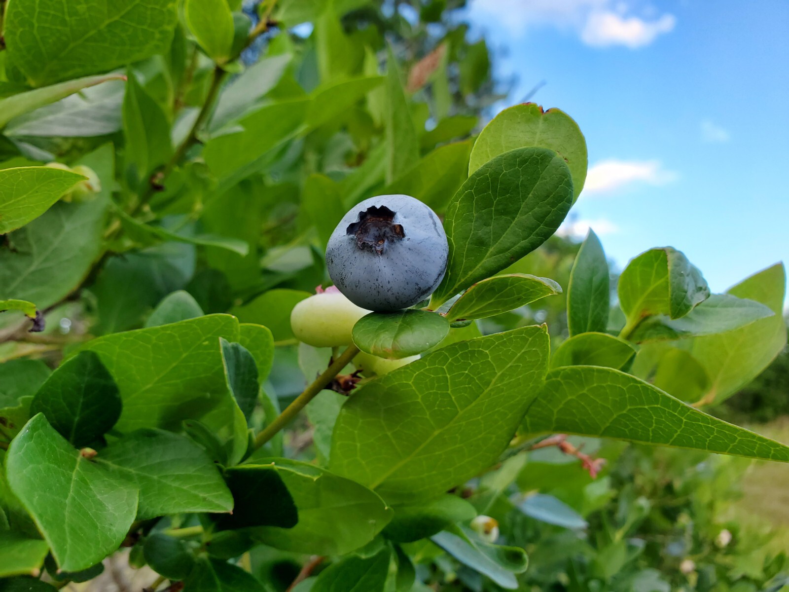 75 FLORIDA SOUTHERN HIGHBUSH blueberry seeds vaccinium corymbosum gallery