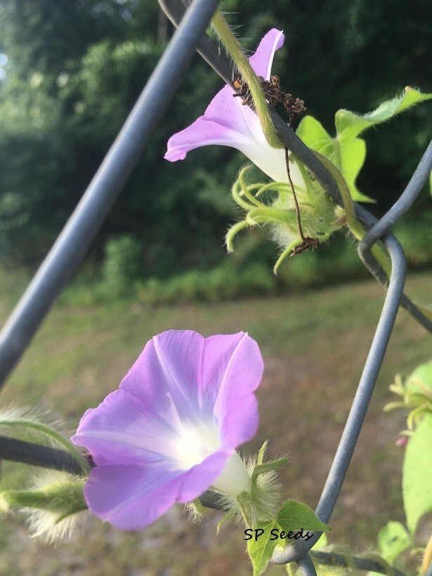 Lavender Hederacea Ivy Leaf Morning Glory - ipomoea - 6 fresh seeds - *NEW* gallery