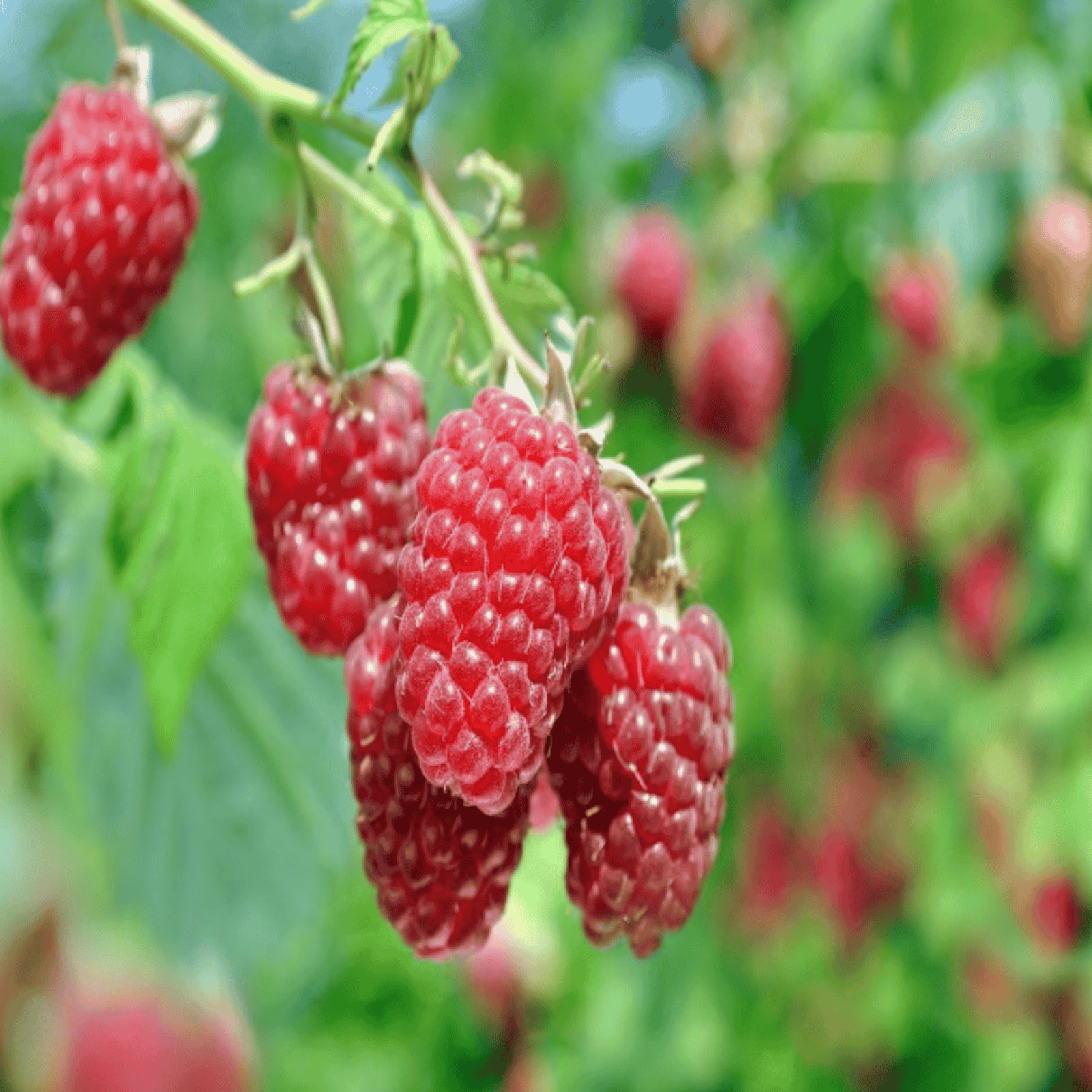 Hand Picked Nursery Joan J Raspberry Canes – Bare Root Canes, 1-Year-Old gallery