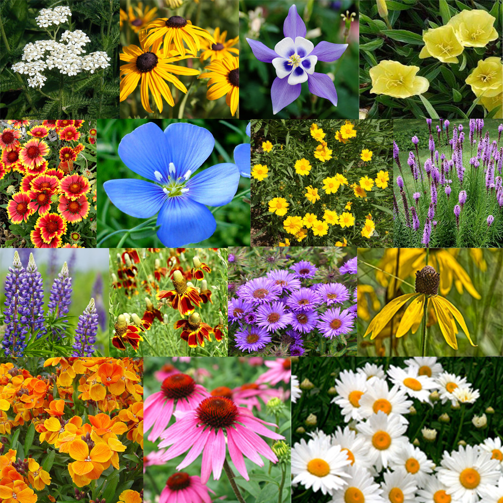 All Perennial Flower Seed Mix | 17 Flower Varieties gallery