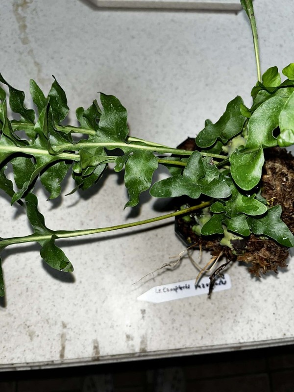 Lecanopteris luzonensus 4 inch pot Fully Rooted Rare gallery