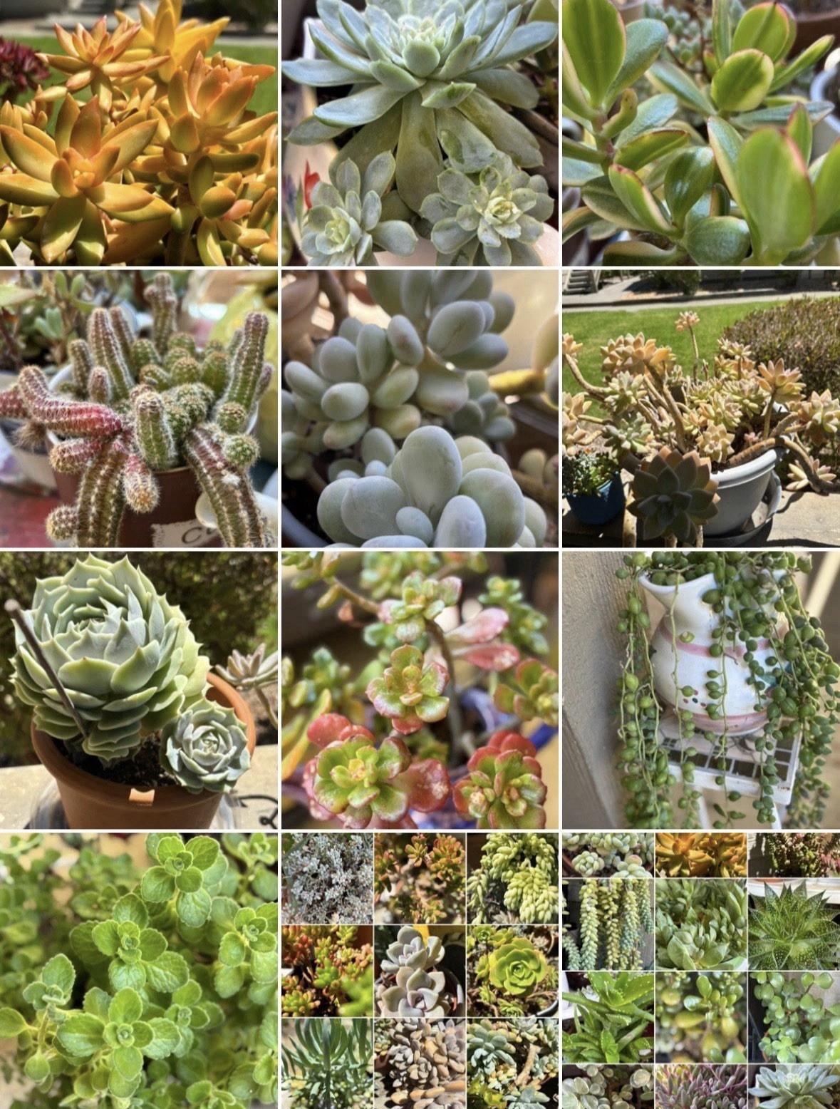 15 Assorted Potted Succulent Houseplants, Draught Resistant, Multi-Color gallery