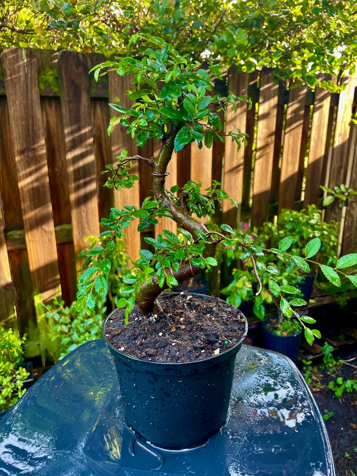 CHINESE ELM Pre-Bonsai /Bonsai S Tree Cold Hardy / Tiny leaves 5 years old gallery