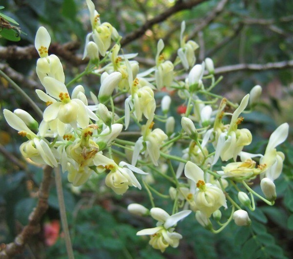 Moringa oleifera | Miracle Tree | Drumstick Tree | Horseradish Tree | 25 Seeds gallery