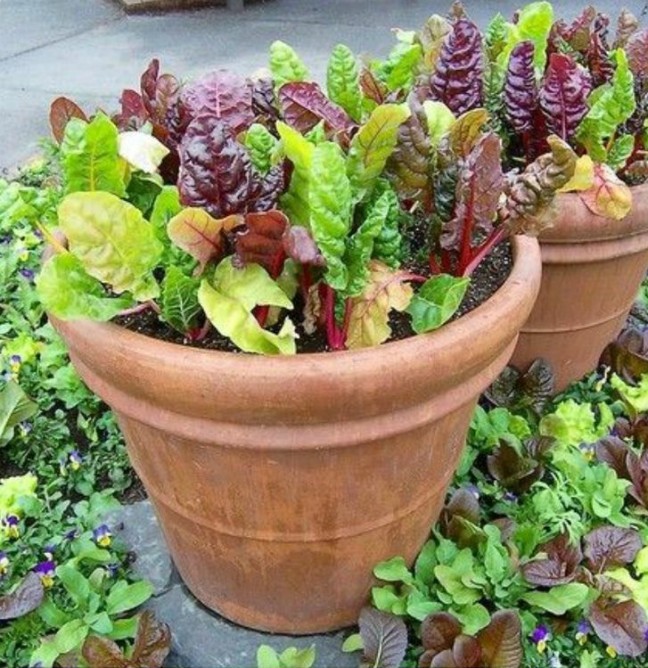 200 Rainbow Swiss Chard Seeds-Open Pollinated-Non GMO-Organic gallery