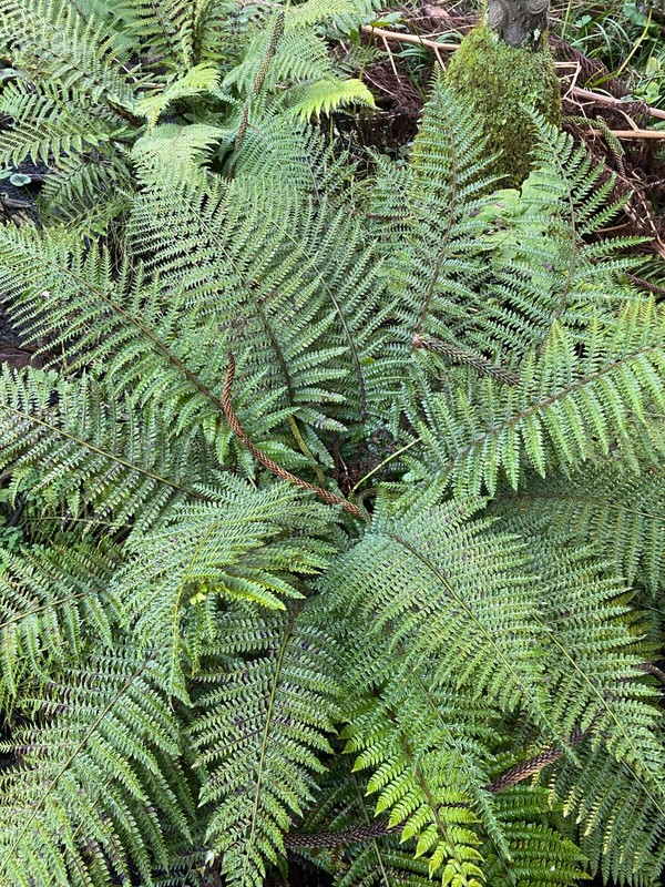 Polystichum polyblephorum | Japanese Tassel Fern | 250 Spores gallery