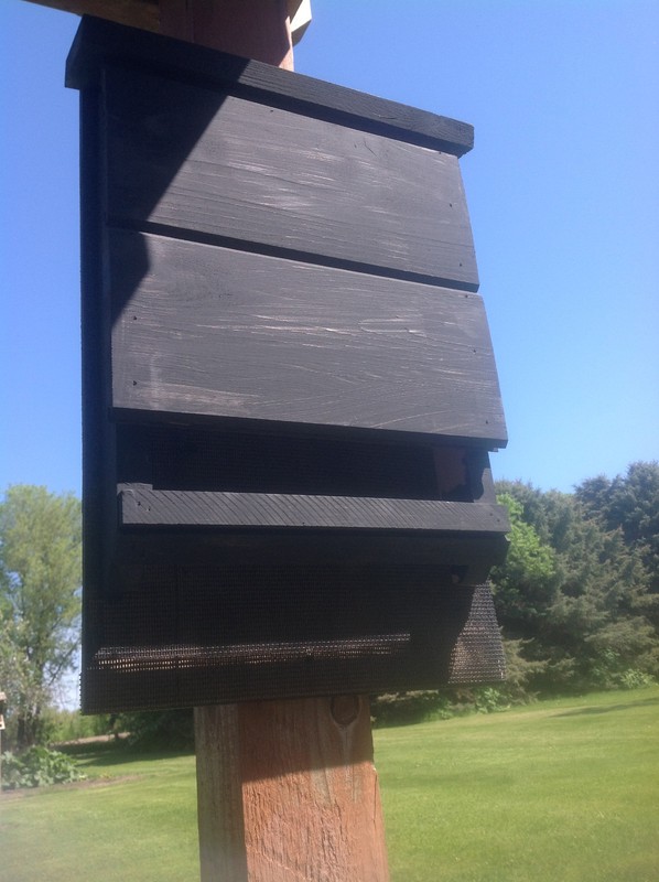 ^v^ NEW LARGE CHAMBER KEVLAR LINED SOLID BLACK BAT HOUSE BOX WITH PREDATOR GUARD gallery