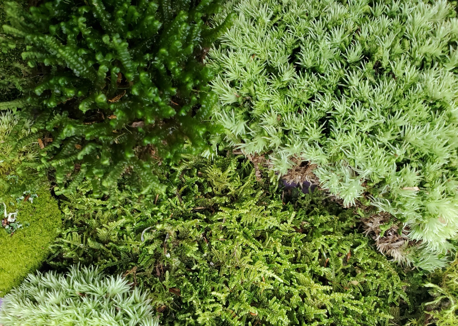 Live Moss Assortment for Terrarium Vivarium Fairy Garden 6x9 Ziplock GreenFresh gallery