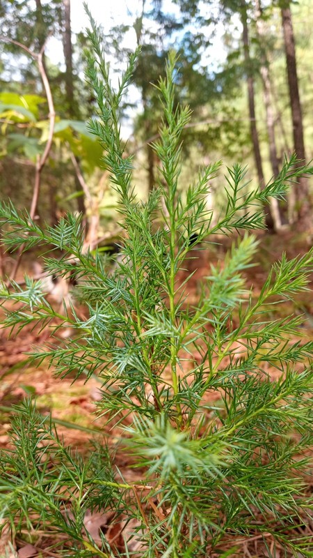 One Eastern Red Cedar Tree Juniperus Virginiana 8"- 12" Live Bare-Root Sapling🌲 gallery