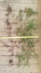 One Eastern Red Cedar Tree Juniperus Virginiana 8″- 12″ Live Bare-Root Sapling🌲