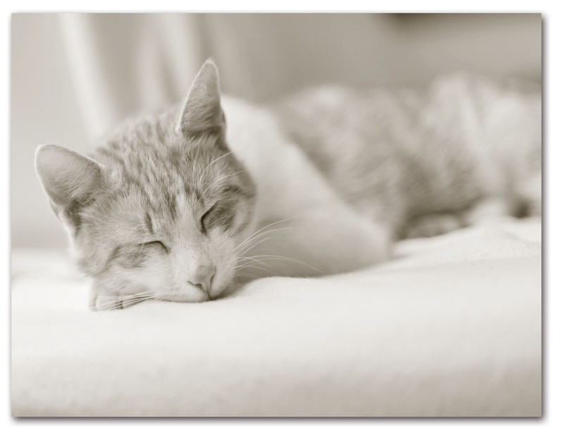 Sleeping Kittens Note Cards-Blank Inside-5.5"x4.25"-12 Pack gallery