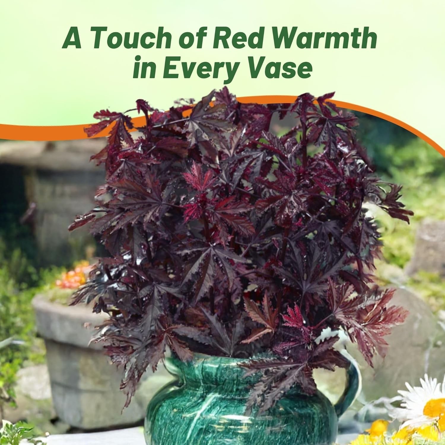 20 Seeds Drought Tolerant Hibiscus Mahogany Splendor Garden Flower Plant Seed gallery