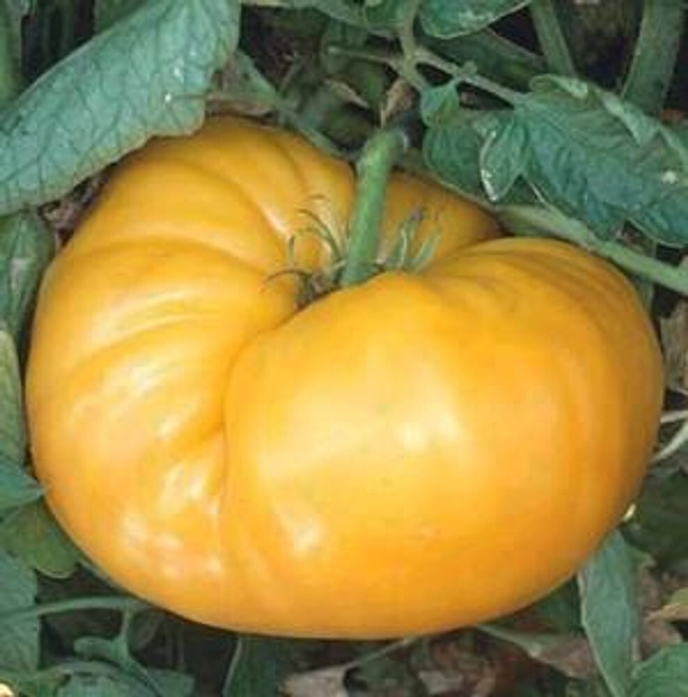 Kentucky Beefsteak Tomato 30 - 2000 Seeds Orange fruit up to 2+ lbs! Heirloom gallery