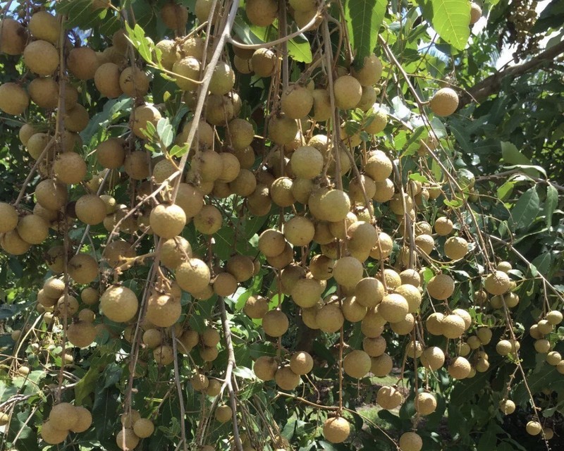 Florida Longan Tree 8” Dimocarpus Dragon Eye Seedling Tropical Live Plant gallery