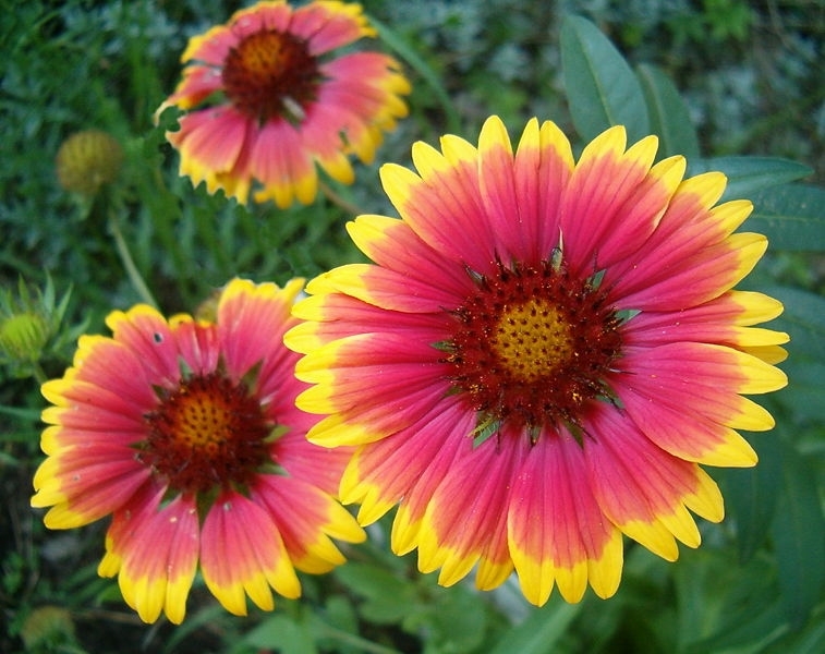 Blanket Flower Seed - 1 Packet gallery