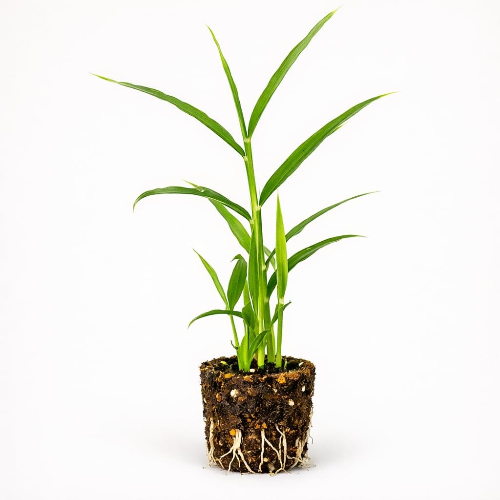 PLANT NOOK Ginger Root Plant Live Starter 2-Pack | Zingiber officinale Edible gallery