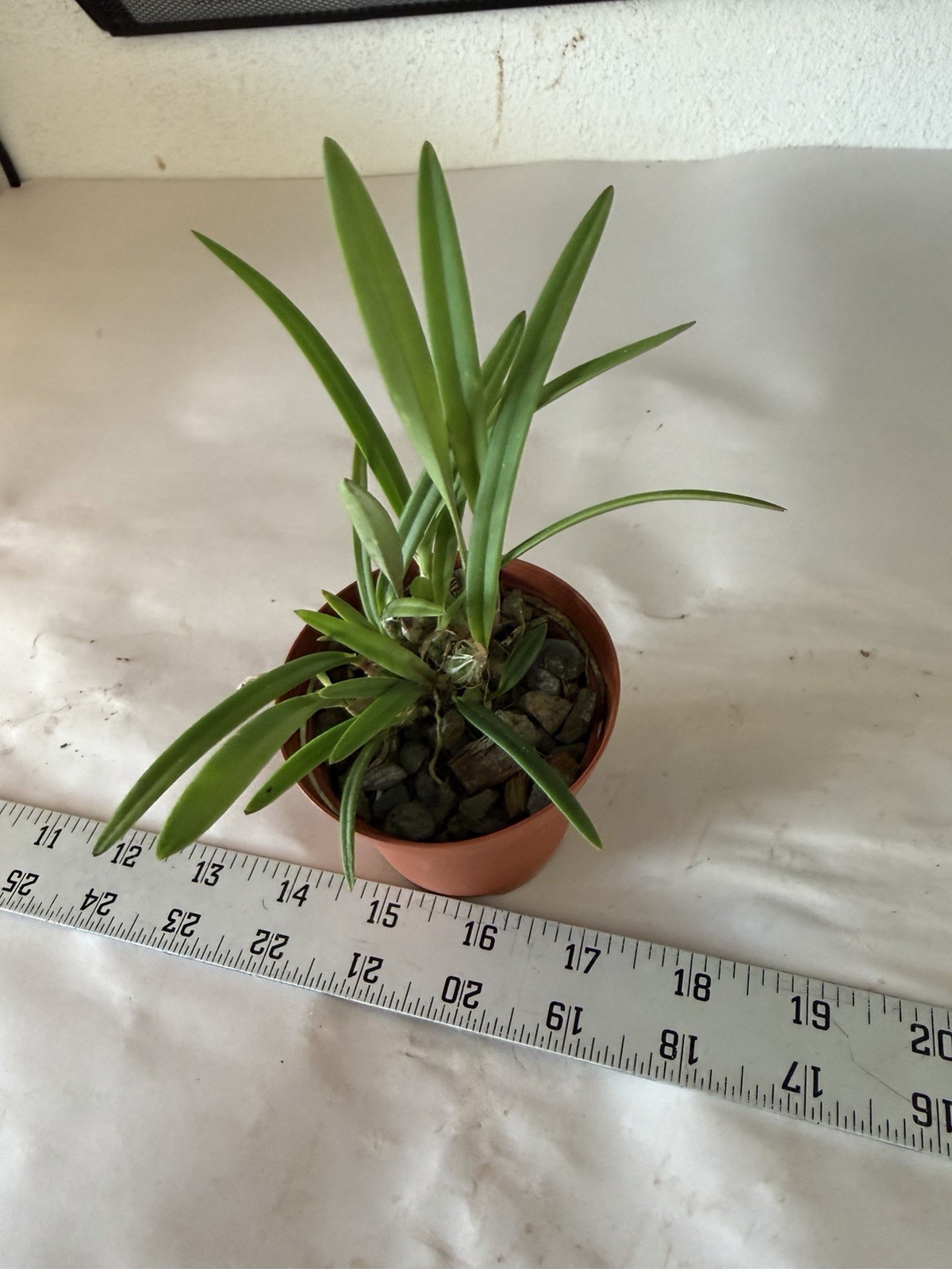 Encyclia tampensis Florida Native Butterfly Orchid Plant 0521 gallery