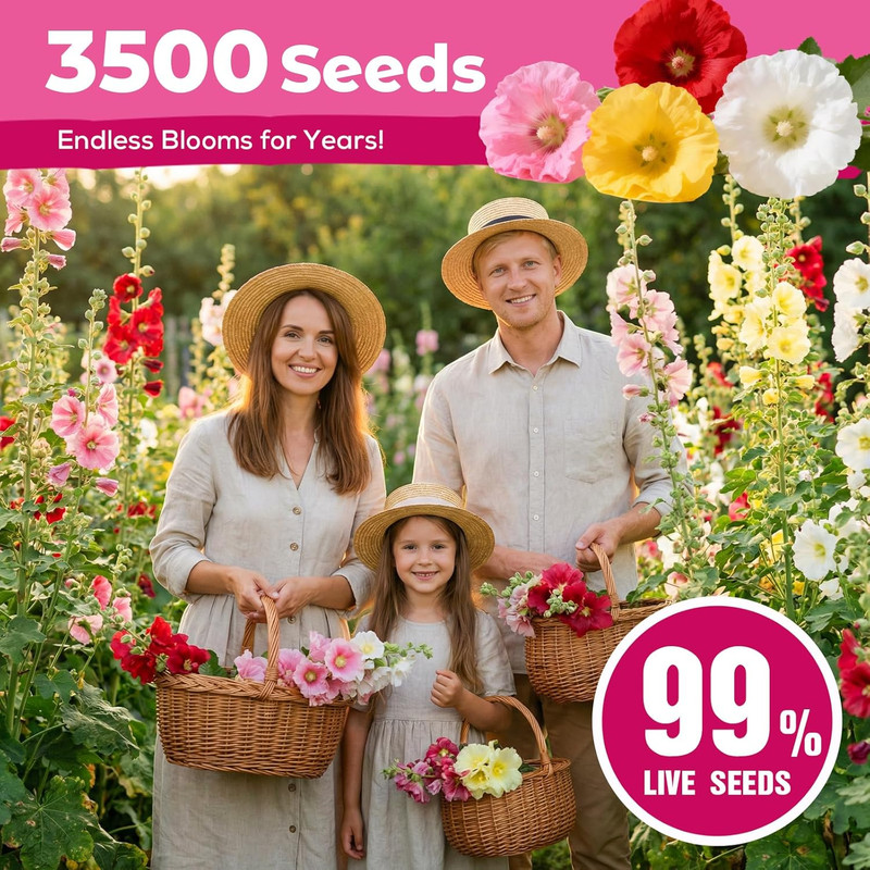 Hollyhock Seeds 3000+ Bulk Pack - Mixed Colors Perennial Heirloom Non-Gmo, Easy gallery
