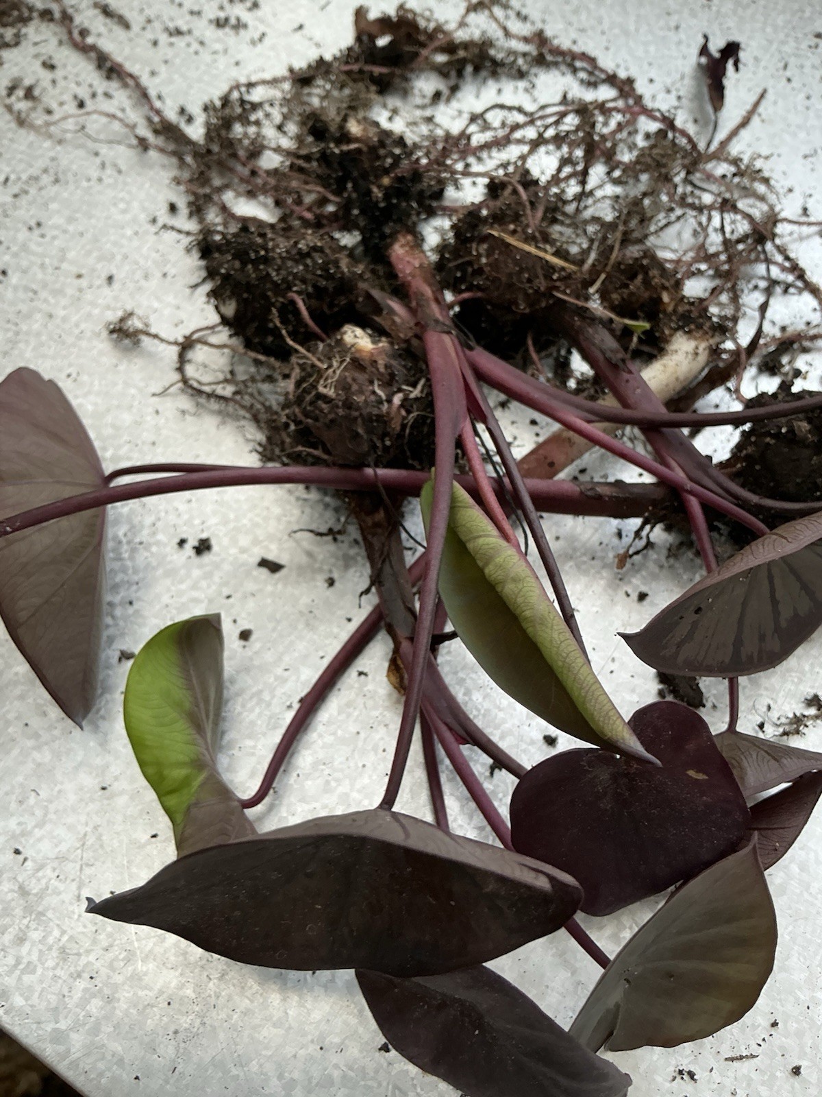 Black Magic - Colocasia esculenta- Elephant Ear - SMALL ROOTED STARTER Plant gallery