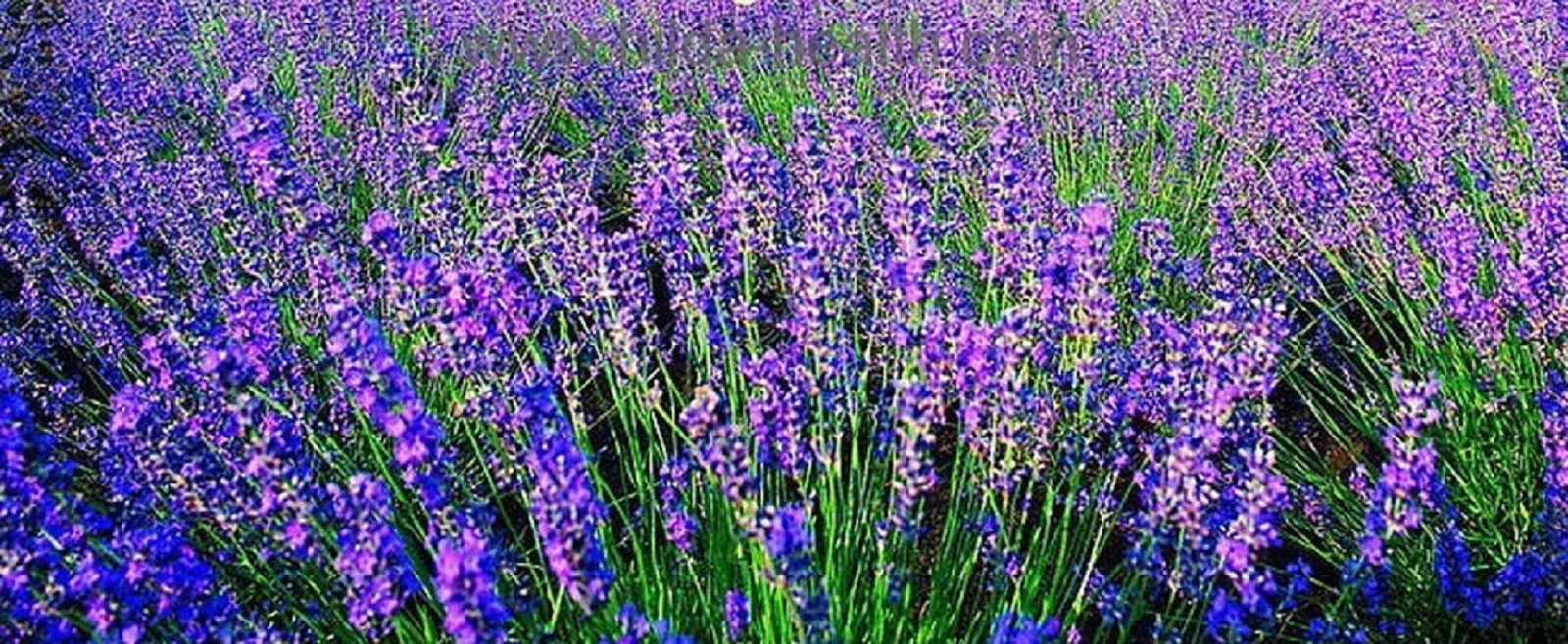 Beautiful Lavender Seeds 200+ SEEDS --BUY 4 ITEMS FREE SHIPPING gallery