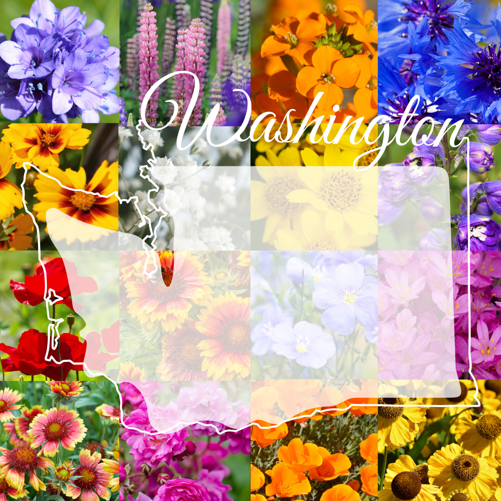 1 Pound Washington Western Bulk Wildflower Seed Mix 1lb Covers 3,200sq-ft gallery