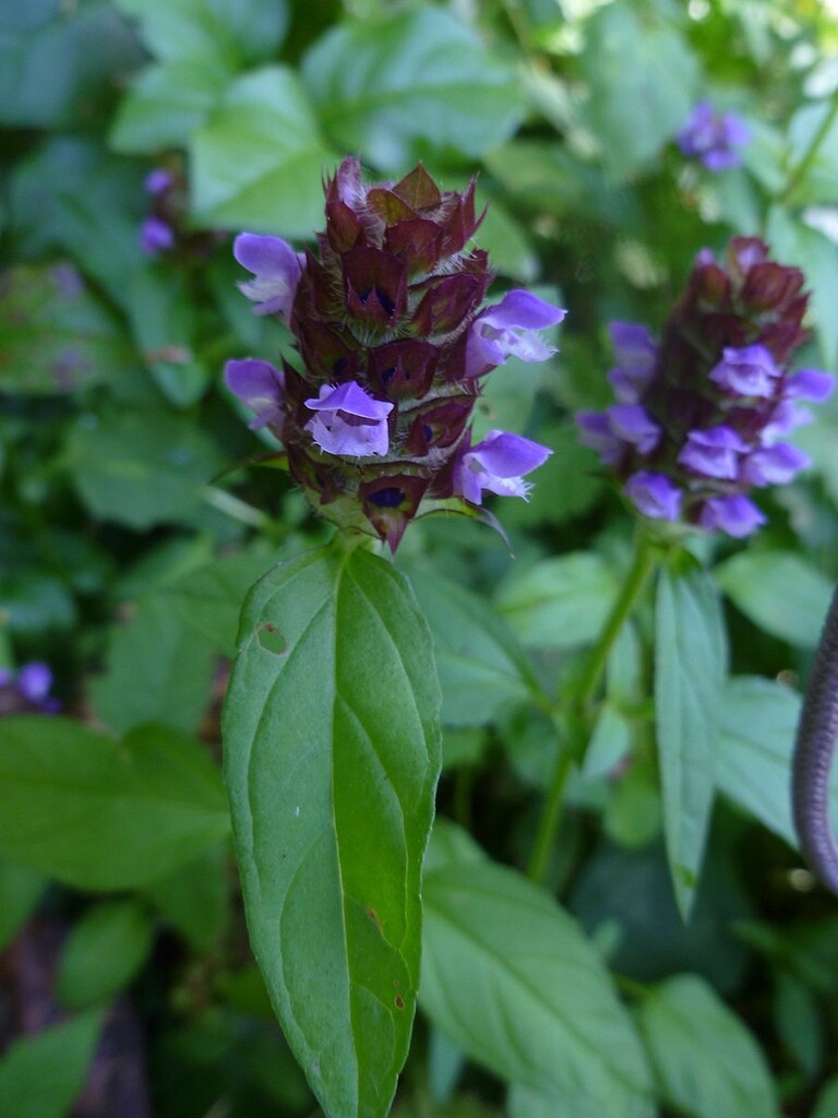 Heal All Seeds, Self Heal, Dragon Head, Heart of the Earth, FREE SHIPPING gallery