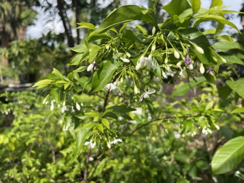 Wrightia religiosa, Water jasmine, Benth, Mok Plant gallery