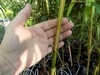 Bambusa Asian Lemon Clumping Bamboo - 1 Value Priced Division / Rhizome / Plant gallery