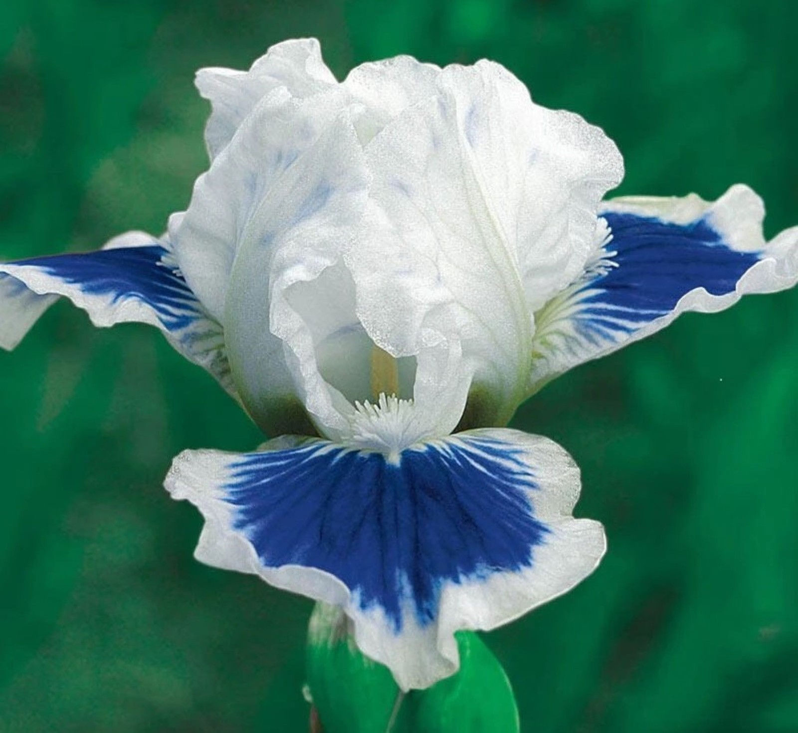 100 Iris Seeds Much Less Money Than Bulbs .. gallery