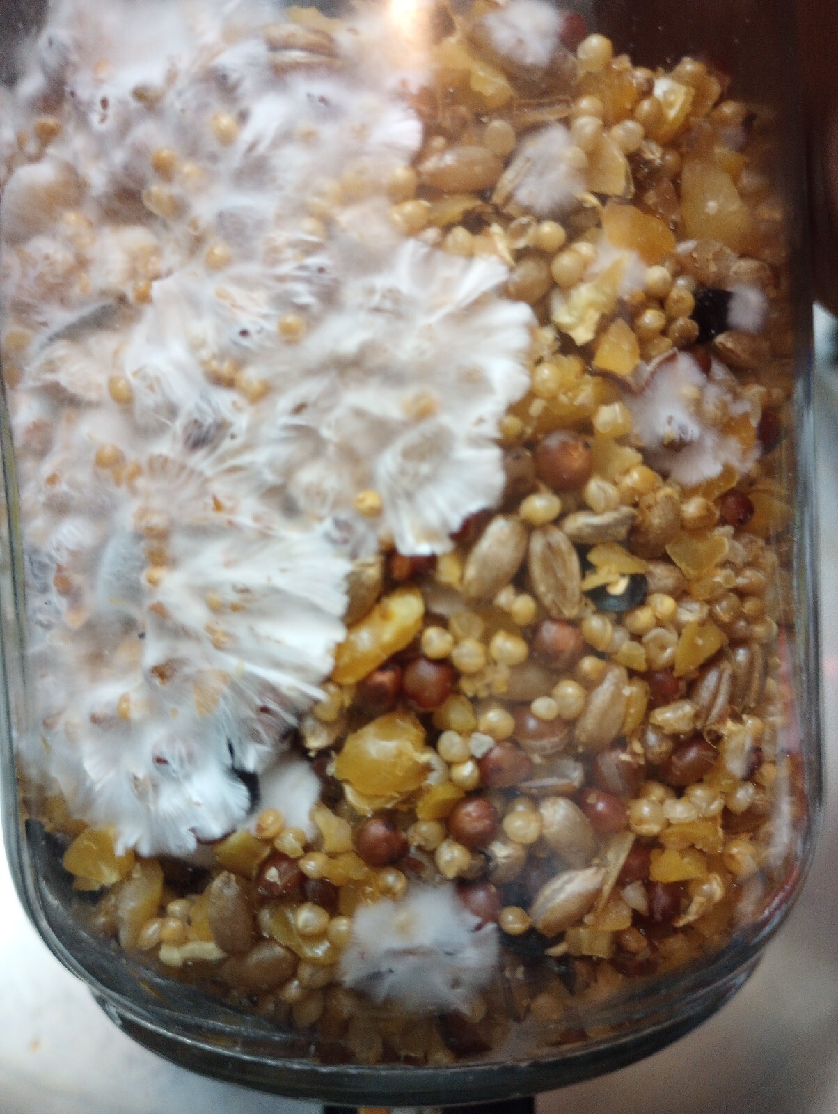 5lbs Birdseed/Rye/Millet Berries Grain Spawn Mushroom Substrate gallery