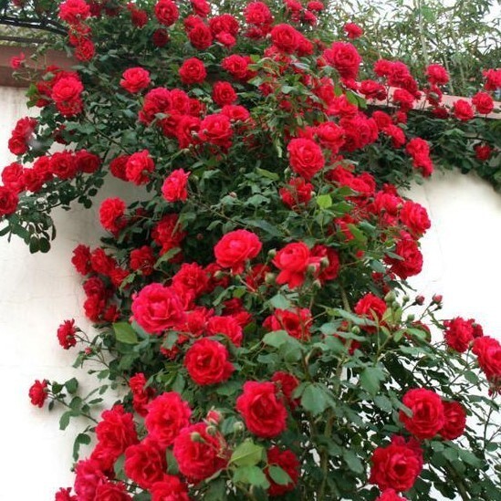 20pcs Red Climbing Rose Seeds - Rare Non-GMO Heirloom Variety for Your Garden gallery