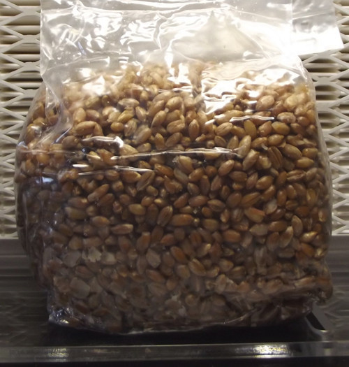 Rye Berry Mushroom Substrate (2 one pound bags!) gallery