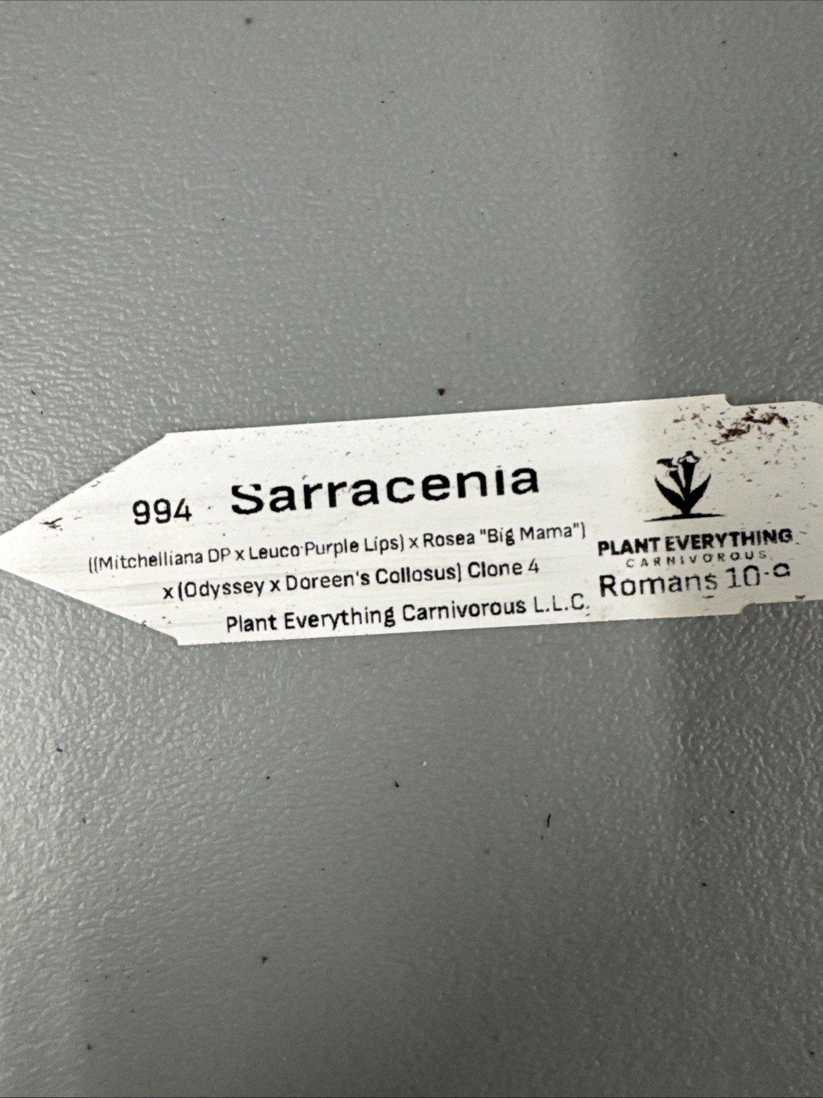 Sarracenia - Complex Hybrid gallery