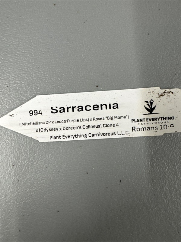 Sarracenia - Complex Hybrid gallery
