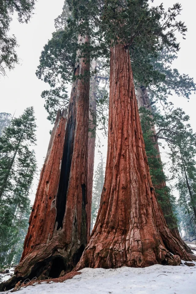 Giant Sequoia Seeds (Sequoiadendron giganteum) – 50 Seeds – 2025 Harvest gallery