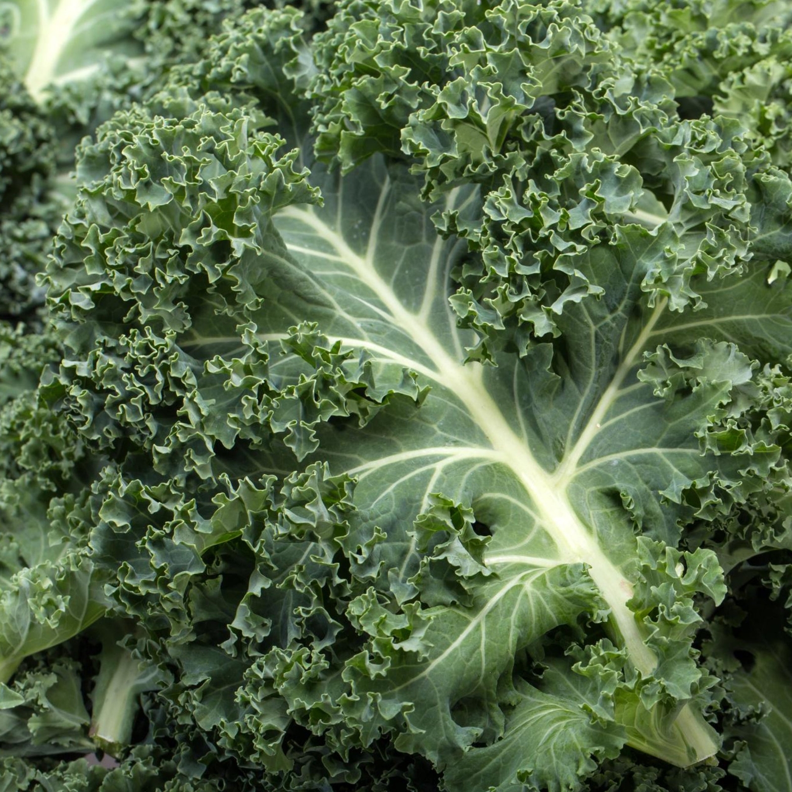 Kale - Seeds - Organic - Non Gmo - Heirloom Seeds – Vegetable Seeds gallery