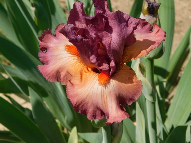 Border Bearded Iris BANDED ROSE LOT OF 1 gallery