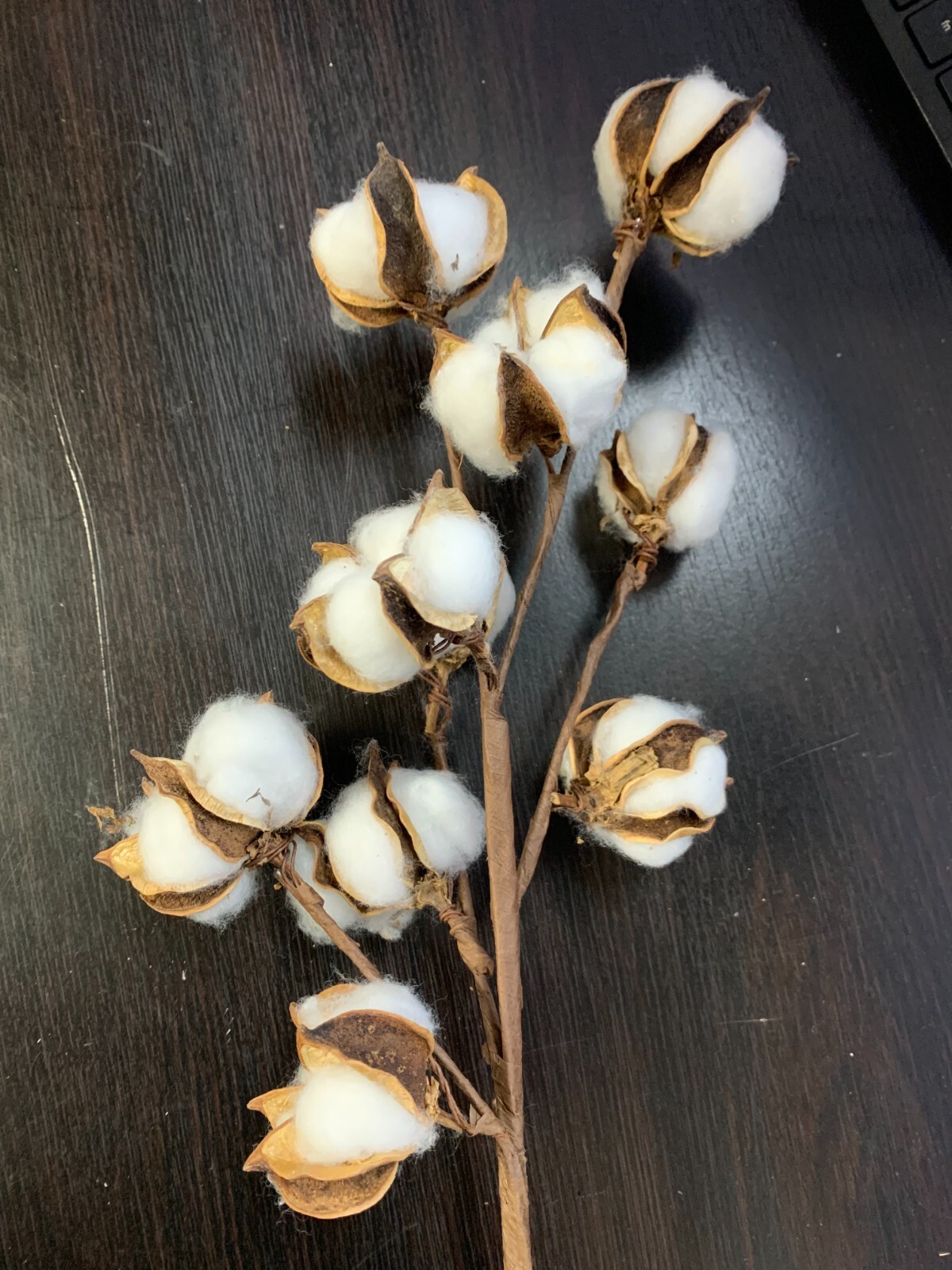 Cotton Stems Natural Dried Flower 60 Bolls in Total, 6 pack Cotton Sprigs White gallery