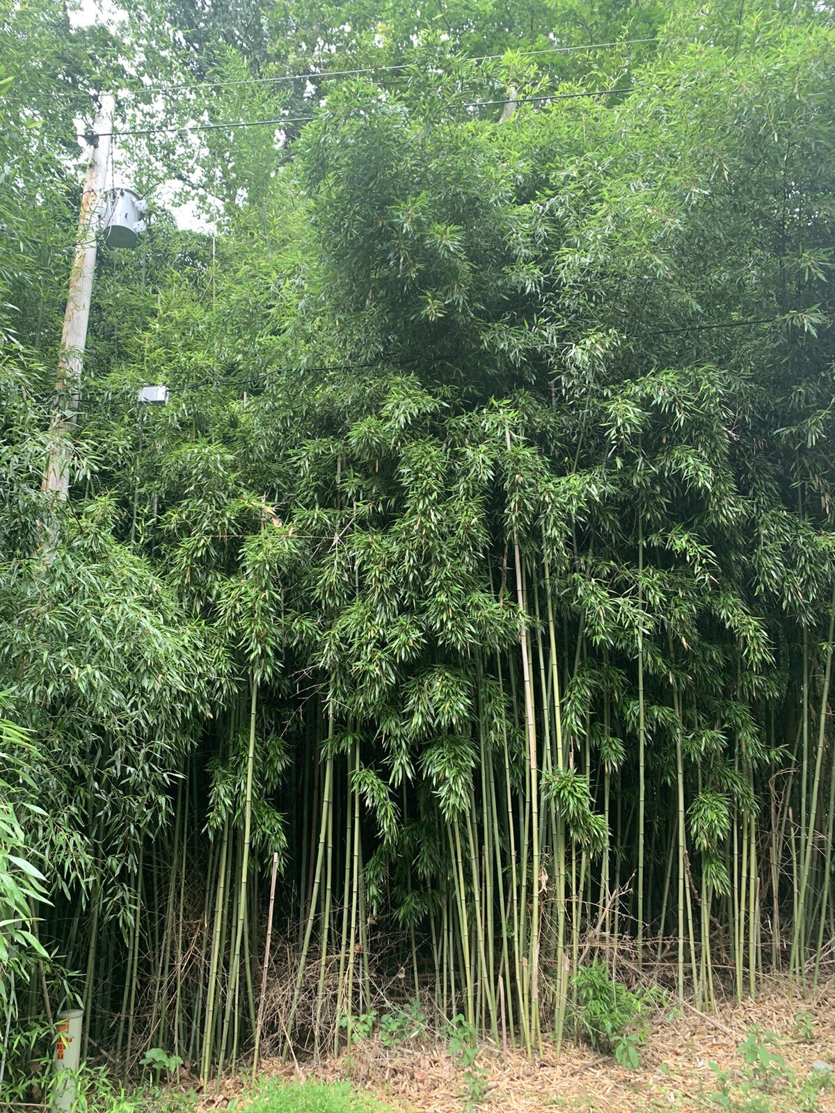 Live Bamboo Rhizome Roots Plants Phyllostachys Aurea gallery