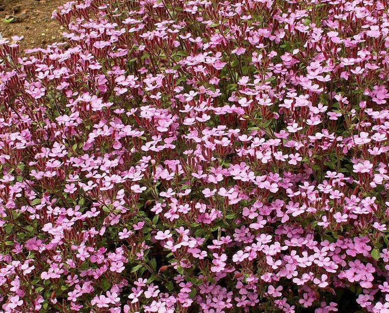 Groundcover ROCK SOAPWORT Groundcover Spreading Perennial Pink NonGMO 1000 Seeds gallery