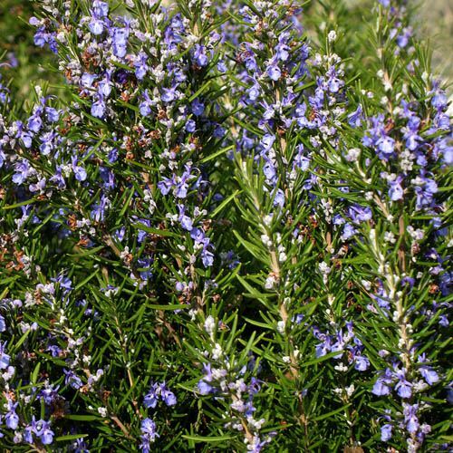 Rosemary Seeds | Heirloom / Non-GMO | Free Shipping | Herb Seeds | 1163 gallery