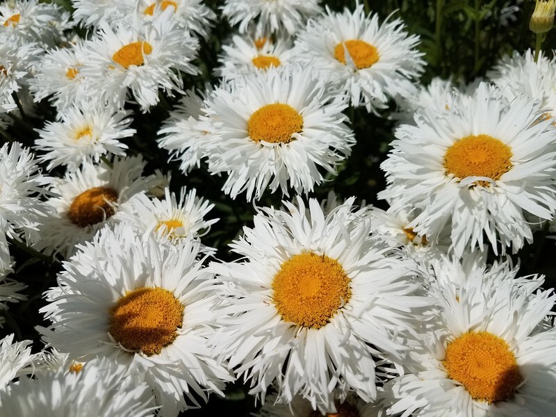 Daisy CRAZY DAISY Shasta Unique Frilly Flowers White Perennial Non-GMO 100 Seeds gallery